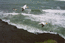 Gannets (Muriwai)